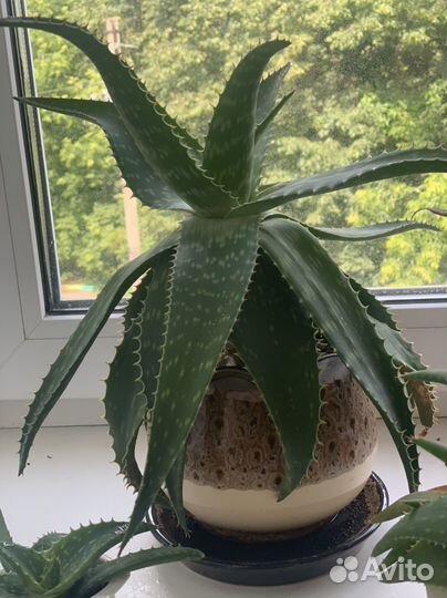 Цветок алоэ