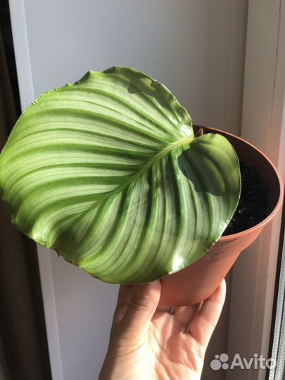 Калатея Орфиболия