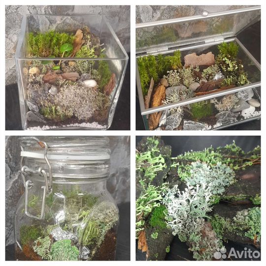 Флорариумы моссариумы