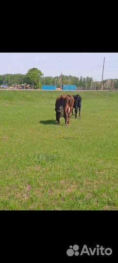 Корова дойная