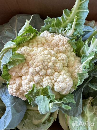 Цветная капуста