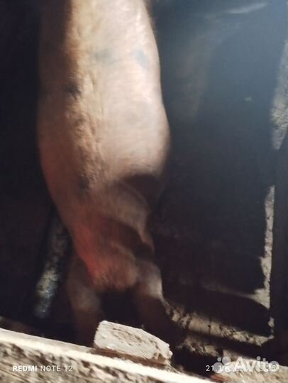 Свиноматка