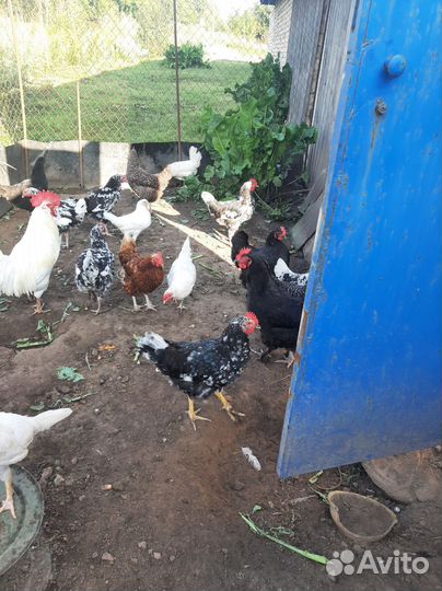 Молодые петухи