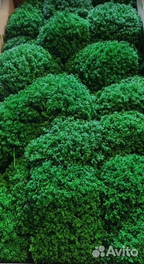 Премиальный мох в виде кочек Королевский ягель