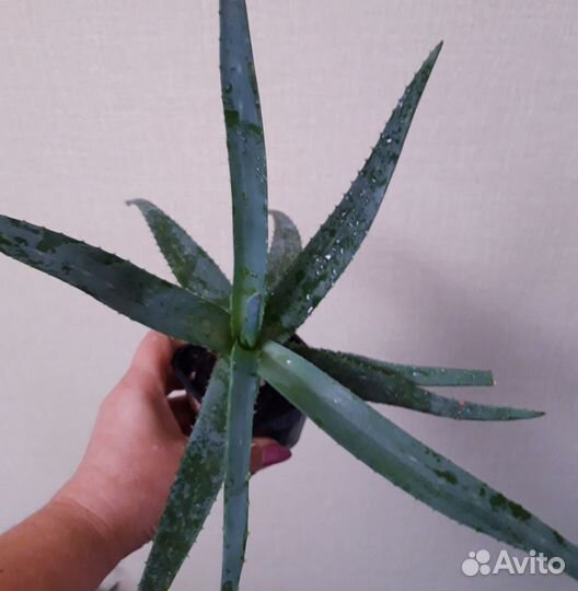 Алоэ вера лечебное