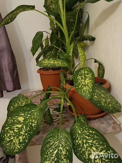 Комнатные цветы цветущие