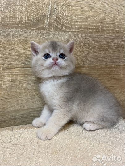 Котята британской шиншиллы