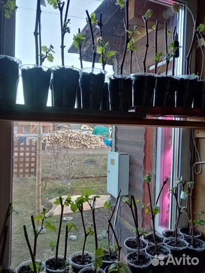 Саженцы винограда