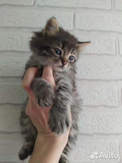 Кошка и котятки