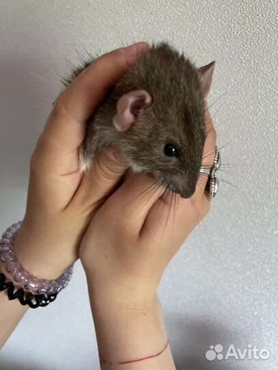 Крыски дамбо