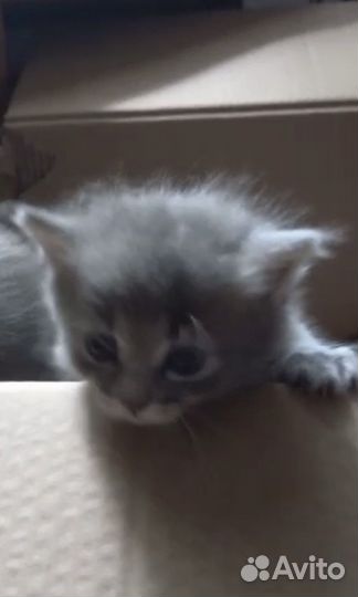 Котята 1 мес