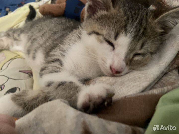 Котята в добрые руки