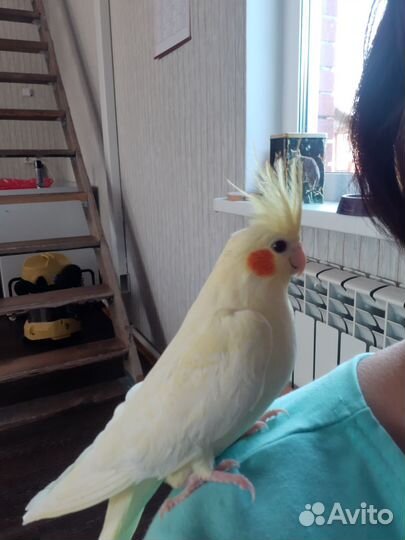 Попугай корелла птенецы, взрослые для пары