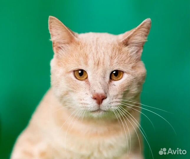 Ищет дом Персей