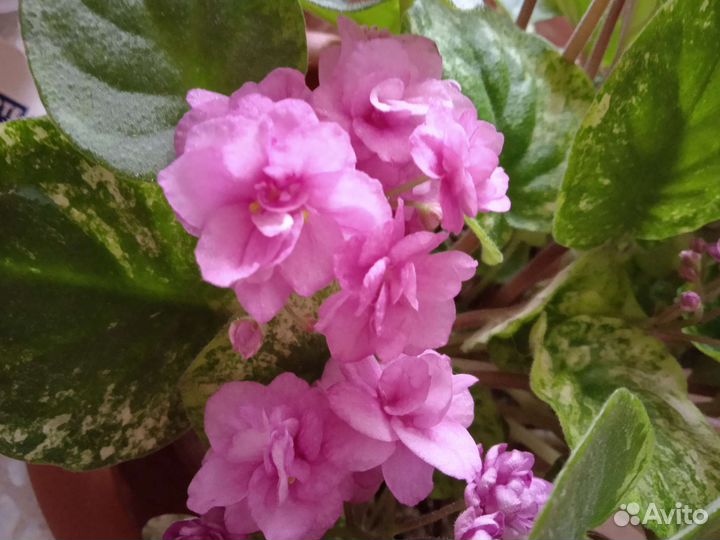 Фиалки сортовые трейлеры