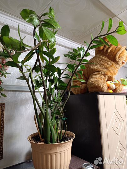 Замиокулькас