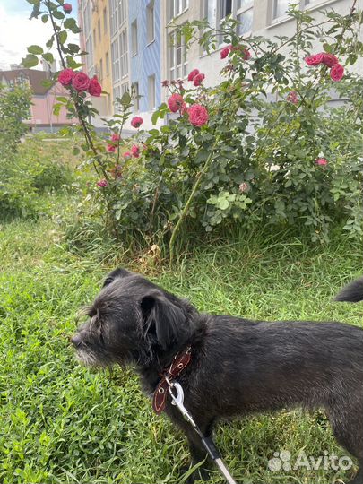 Отдам в добрые руки