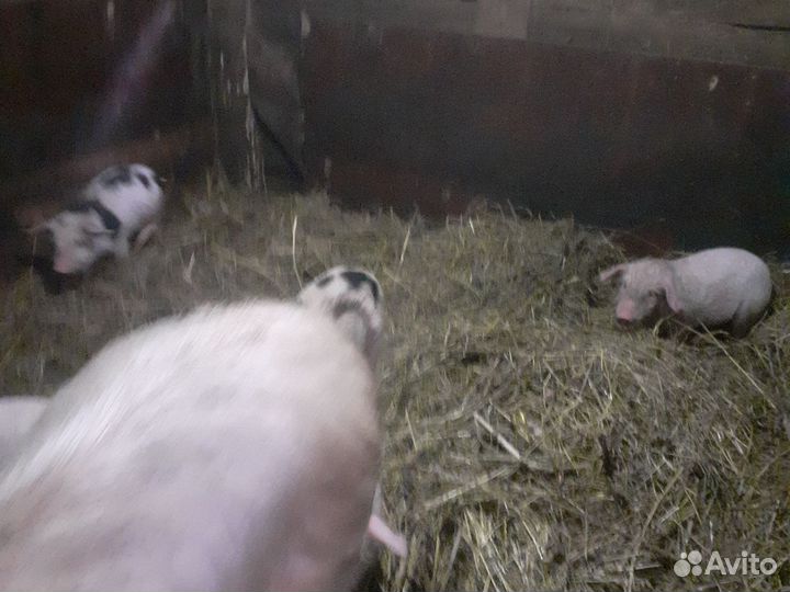 Поросенок ландрас