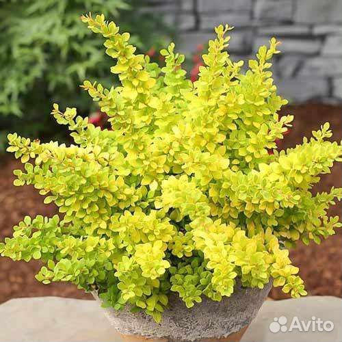 Барбарис тунберга Сенсейшен