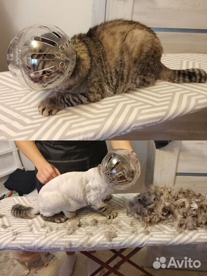 Стрижка кошек / Груминг