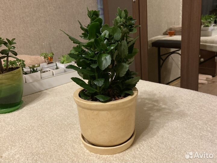 Комнатные растения в горшках