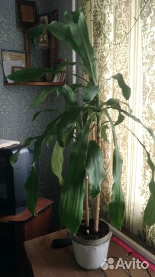 Дроцена душистая