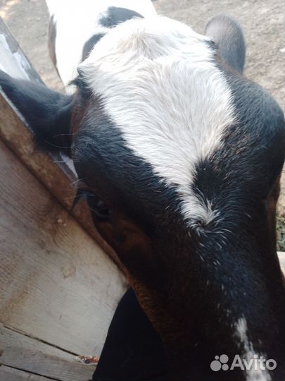 Телочка джерсейская