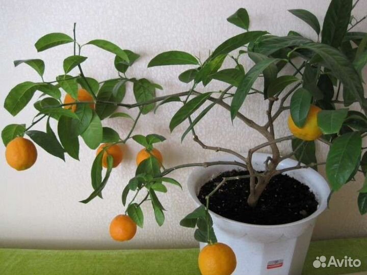 Апельсин вашингтон дерево 6,5 лет