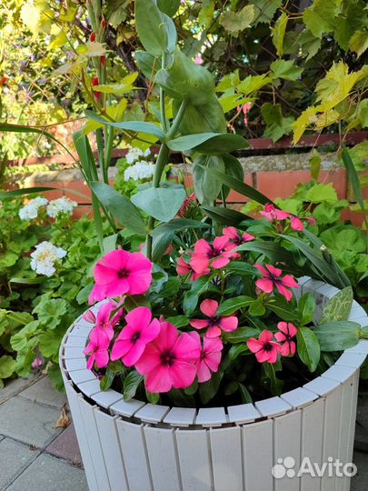 Барвинок (катарантус)