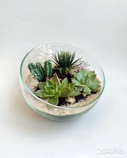 Флорариум. Суккуленты. Подарочная композиция