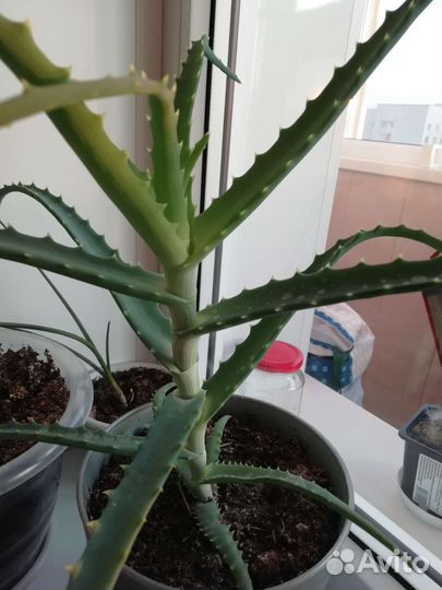 Комнатные растения