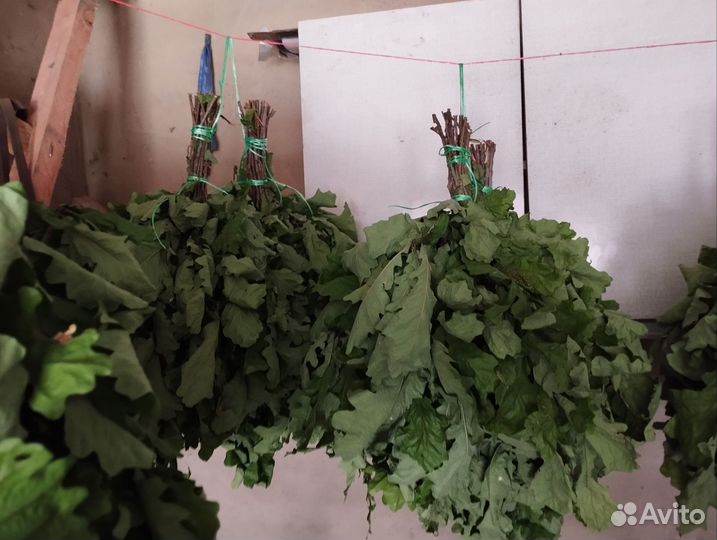 Дубовые веники для бани