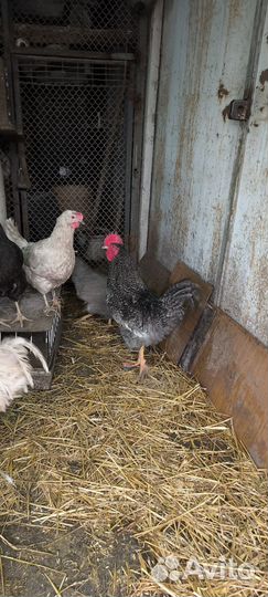 Молодые петухи