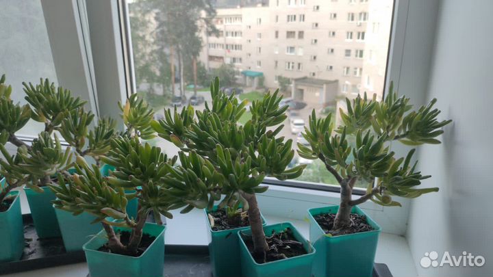 Крассула хоббит