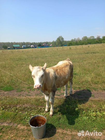 Теленок телка