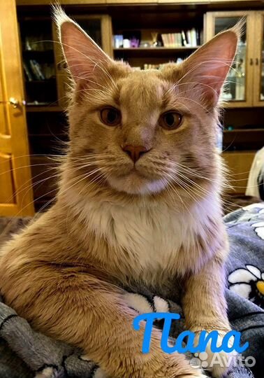 Котята Мейн-кун