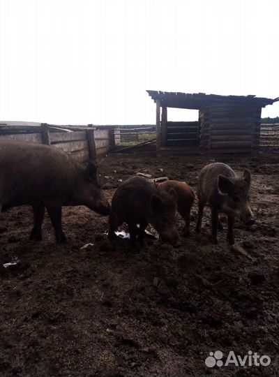 Баранчики, крс, кабанчики