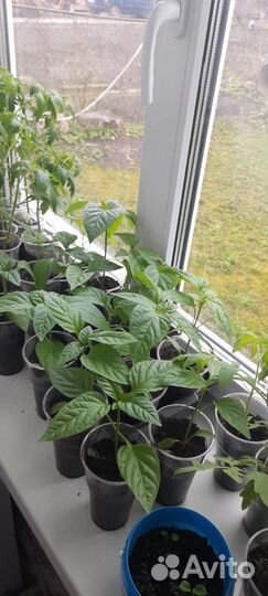 Рассада овощей