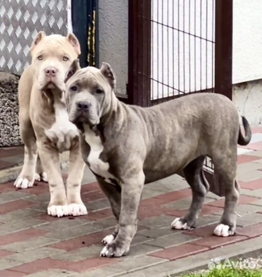 Американский Булли XL