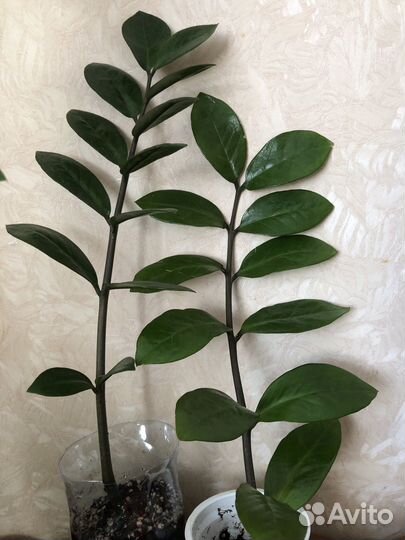 Замиокулькас