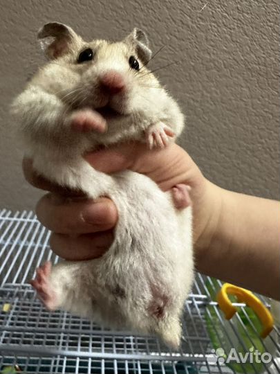 Сирийский хомяк