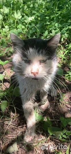 Котик ищет дом