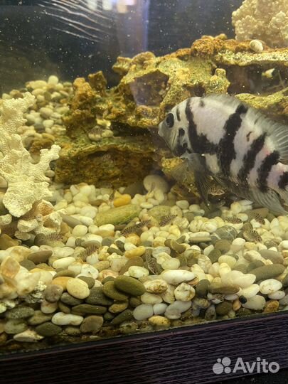 Аквариум под ключ рыбки цихлиды