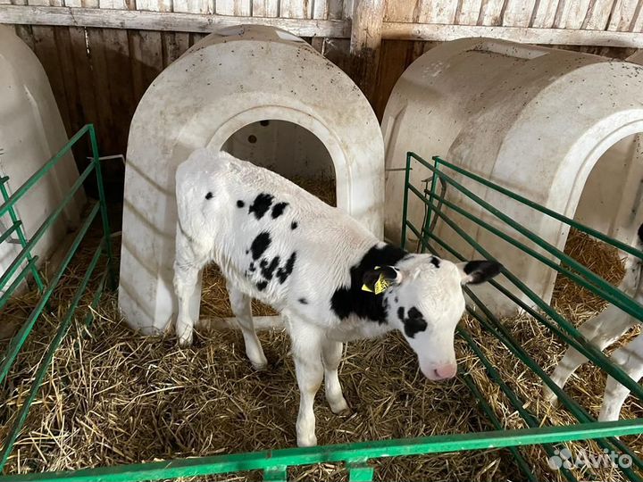 Бычки и телки