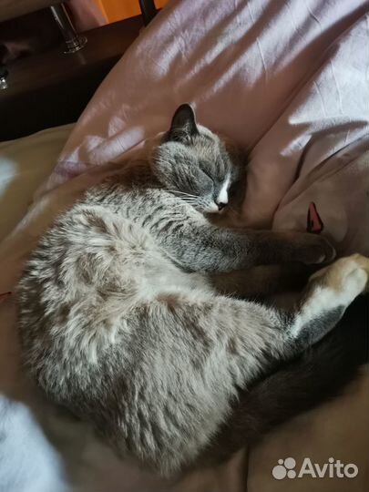 Котик в добрые руки