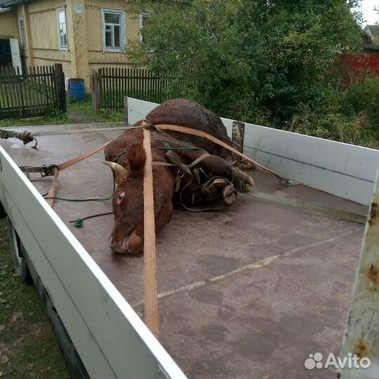 Грузоперевозки