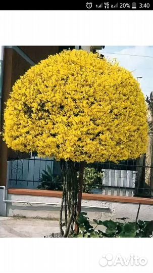 Форзиция(форсайтия)