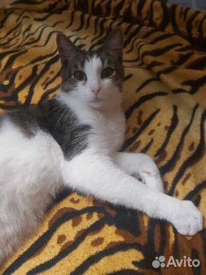 Отдам котика добрым людям