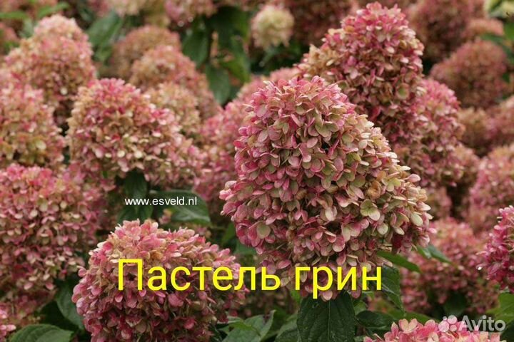 Гортензия пастель грин