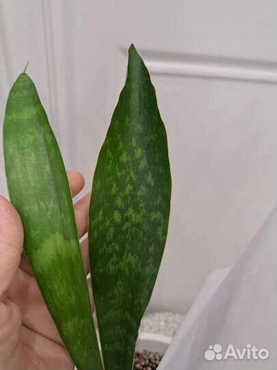 Сансевиерия Aubrytiana Dragon